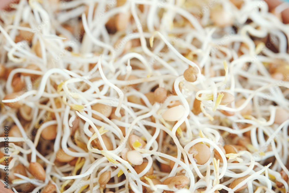 Lentil sprouts, close-up. Seed germination, healthy food. Selective focus.