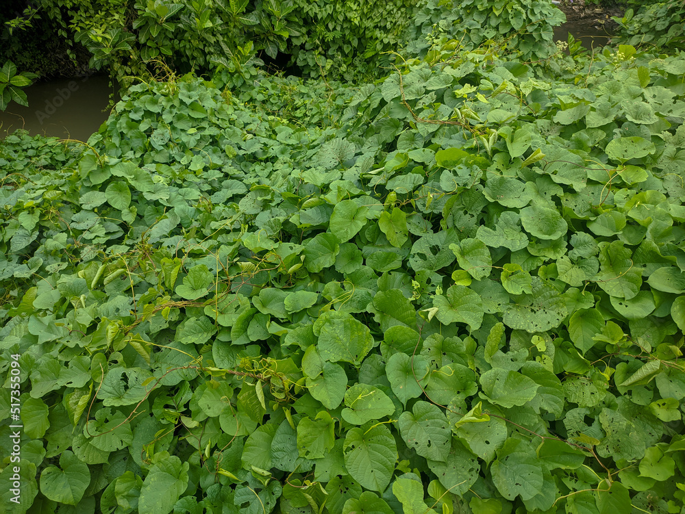 Morning Glory leaves are susceptible to numerous species of insects that can destroy the entire leaf structure.