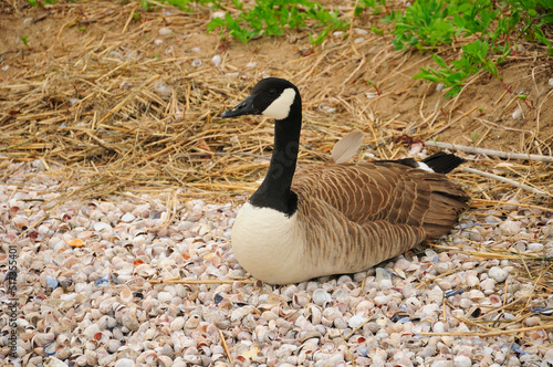 Canada goose (Branta canadensis) nesting on seashells on charles island at lowtide in long island sound to Silver Sands State Park in Milford Connecticut. photo