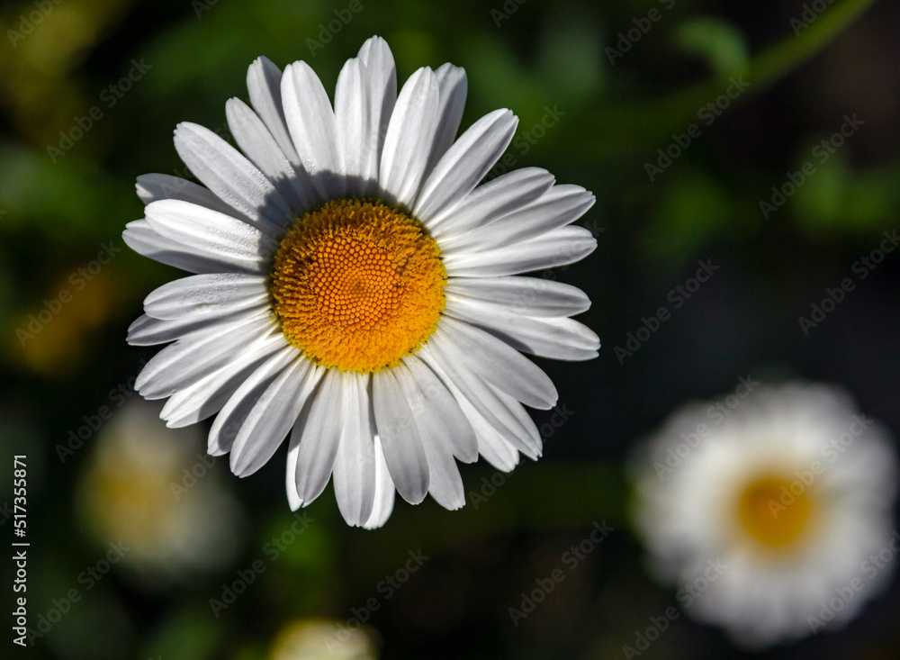 Chamomile flower close-up view from above on dark background.
