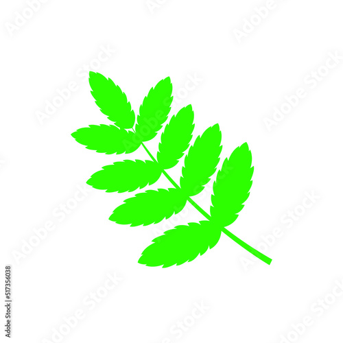 leaf isolated