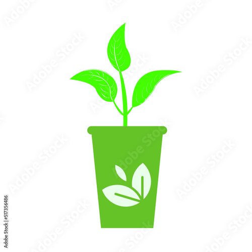 plant in a pot