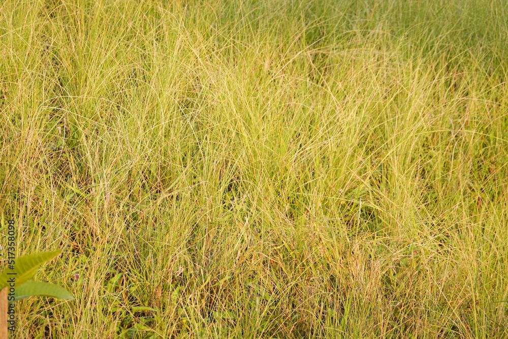 Fototapeta premium Close up Grass Meadow in the Park