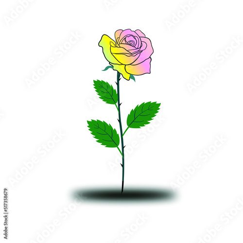 pink rose isolated on white