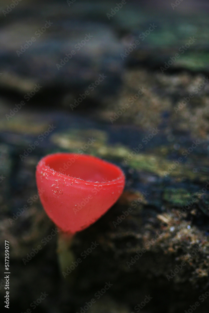 Fototapeta premium Nature mushroom in red glass.
