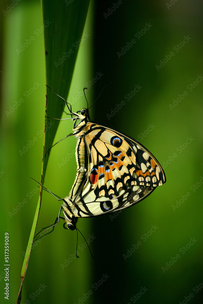 Obraz premium Beautiful butterfly in summer of Thailand