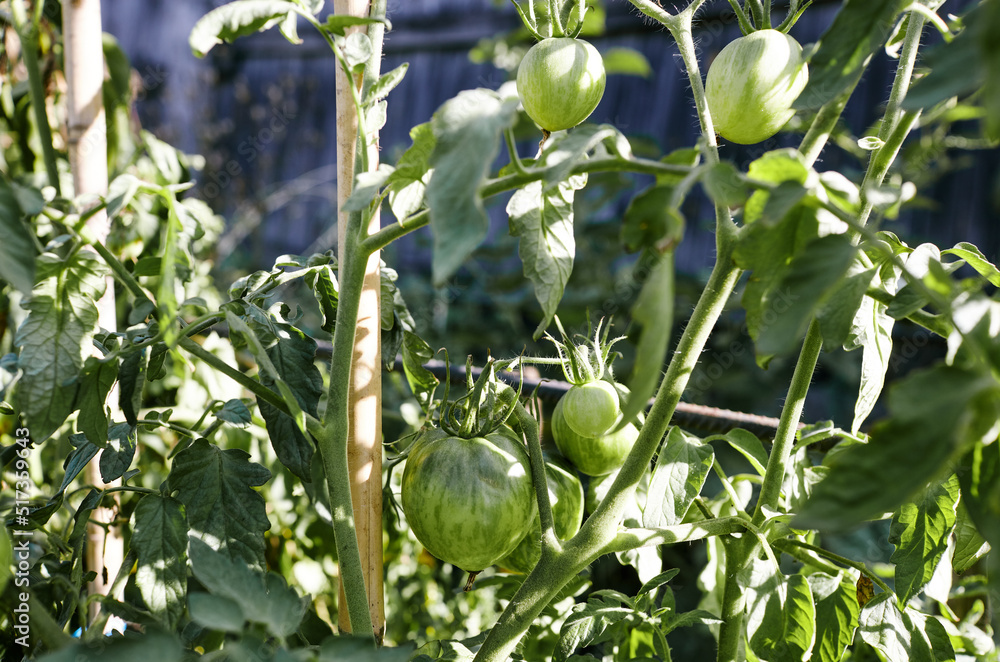 Tomato grows in the garden. Growing fresh vegetables at farm
