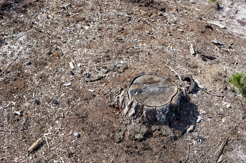 Tree stump in a bright forest. Tree stump after deforestation