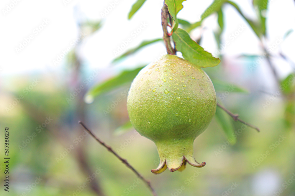 raw pomegranate on tree in farm raw pomegranate on tree in farm