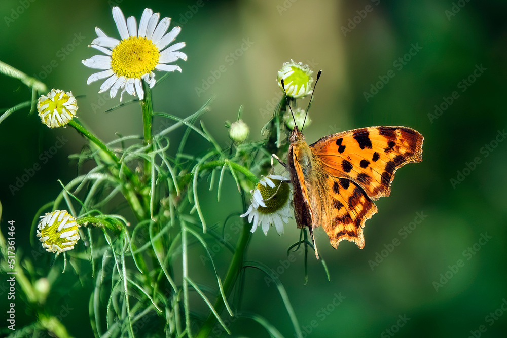 C-Falter ( Polygonia c-album, Syn.: Nymphalis c-album ). C-Falter ( Polygonia c-album, Syn.: Nymphalis c-album ).
