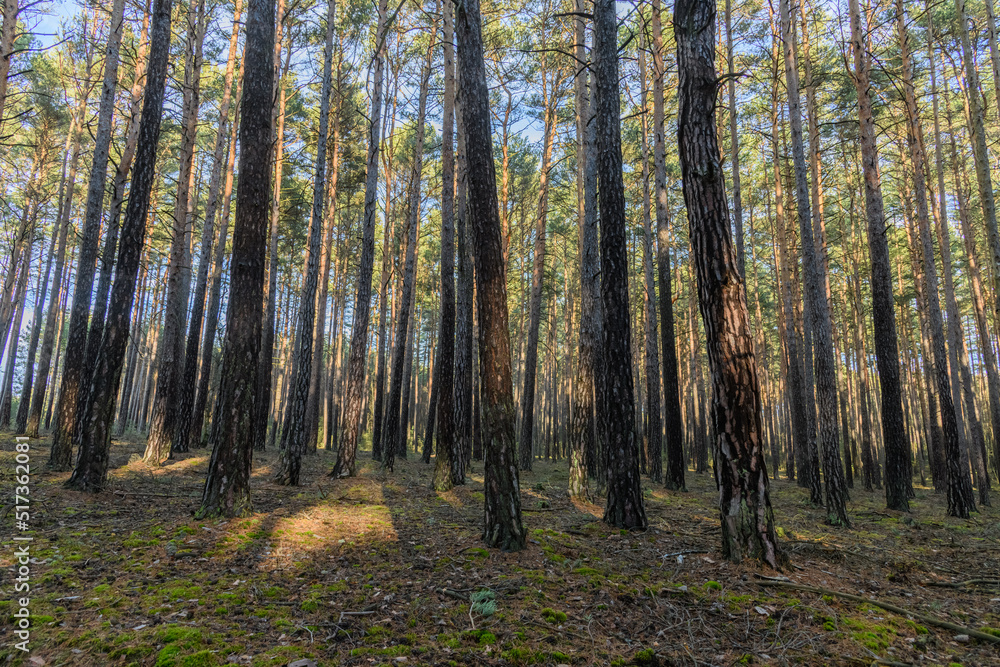 woodland landscape with pine tree trunks woodland landscape with pine tree trunks