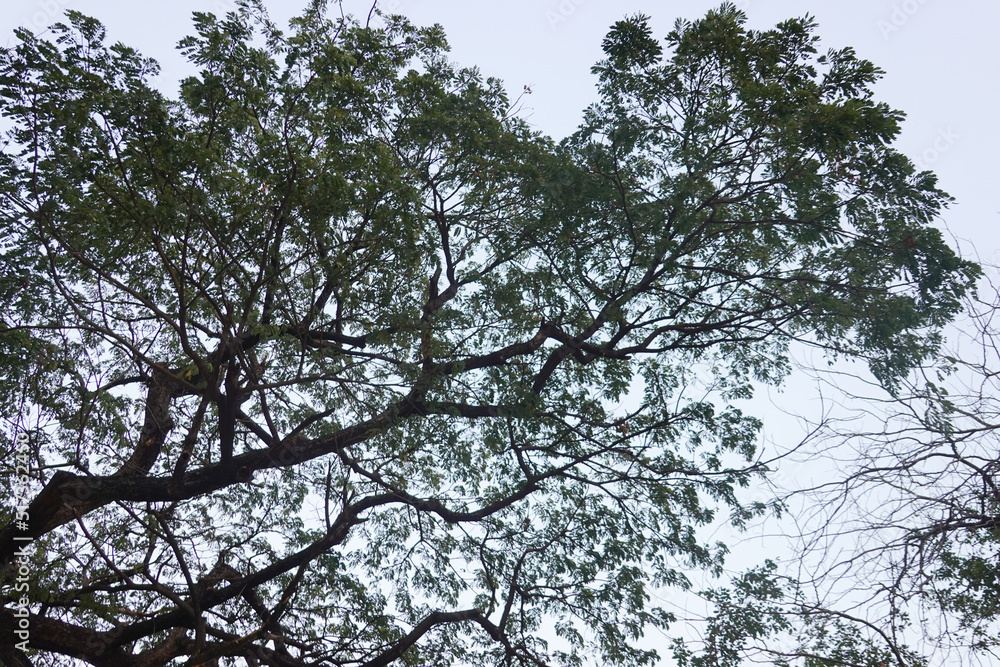 Fototapeta premium Big Green Tree with the background of Blue Sky