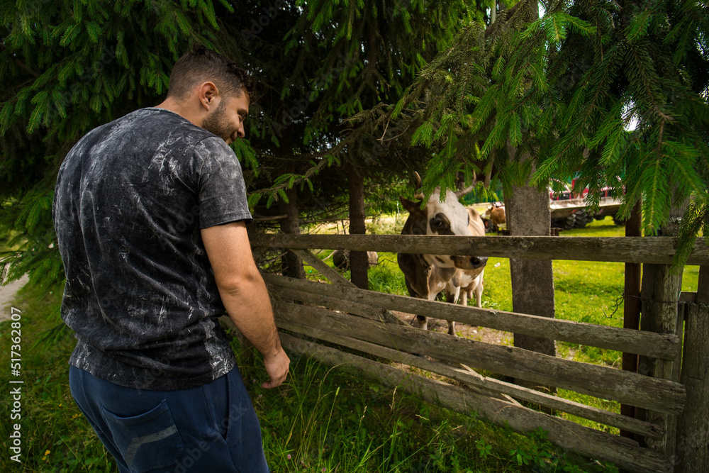 A boy looking at a cow A boy looking at a cow