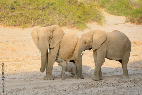African Elephant (Loxodonta africana), desert-adapted elephant calf drinking with mother, Hoanib desert, Kaokoland, Namibia.