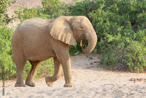 African Elephant  Loxodonta africana   desert adapted elephant walking in riverbed of desert  Kaokoland  Namibia