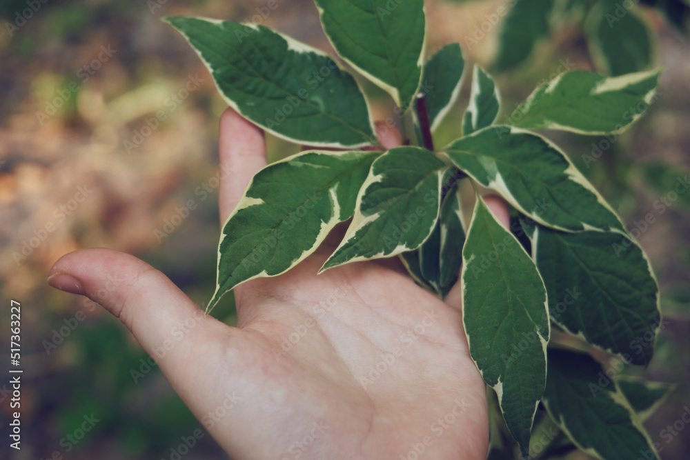 A child's hand holds leaves, the interaction of man and nature. Hand and leaves close-up. Selective focus A child's hand holds leaves, the interaction of man and nature. Hand and leaves close-up. Selective focus