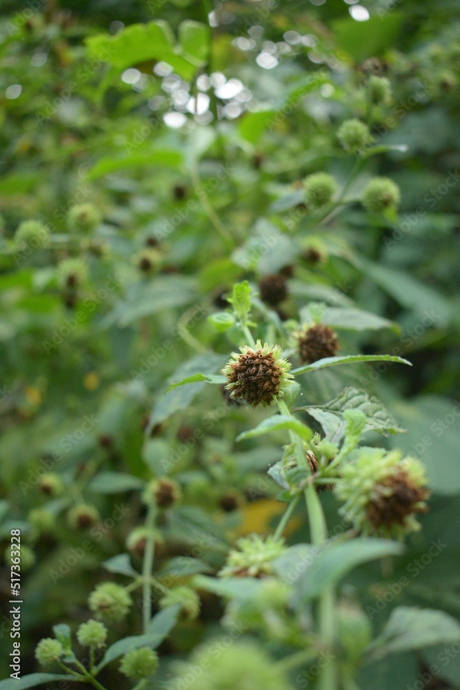 selective focus of shrub flowers on green background selective focus of shrub flowers on green background