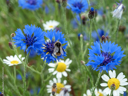 Canvas Print Cornflowers and daisies in a mixed flower meadow