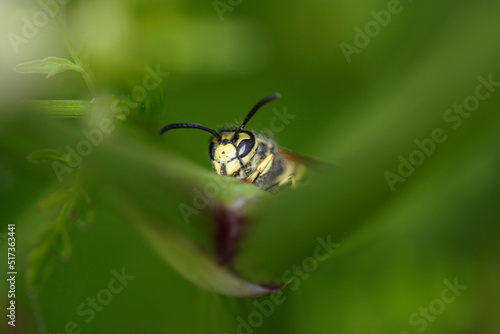 Hidden european wasp © Zacarias da Mata
