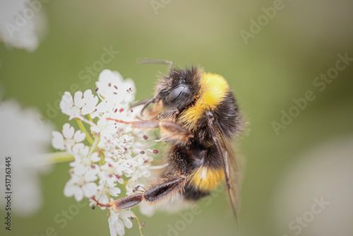 Honeybee suckin pollen
