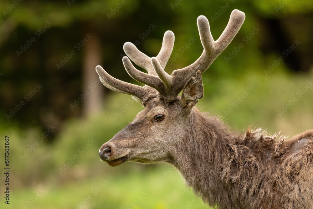 Red deer, cervus elaphus, with velvet antlers looking on meadow in close-up. Portrait of stag watching on field from side. Head detail of brown mammal staring on pasture.