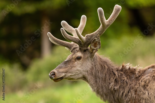Obraz na płótnie Red deer, cervus elaphus, with velvet antlers looking on meadow in close-up. Portrait of stag watching on field from side. Head detail of brown mammal staring on pasture. w salonie