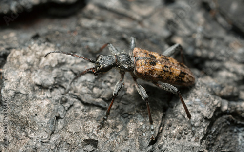 фотографія Ribbed pine borer, Raghium inquisitor on burnt pine bark, macro photo