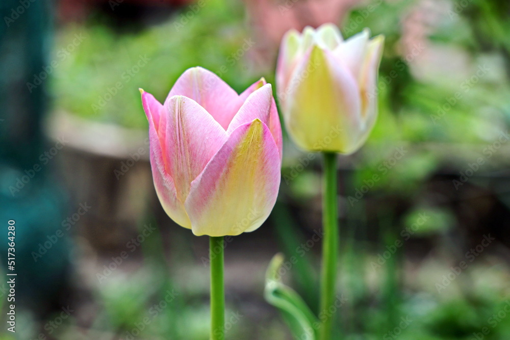 Fototapeta premium Beautiful blooming tulip flowers on background of green plants in the summer home garden. Odessa, Ukraine.