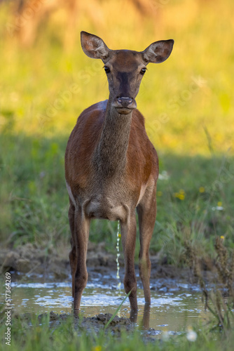 Canvas Print Red deer, cervus elaphus, peeing to the water on meadow in vertical shot