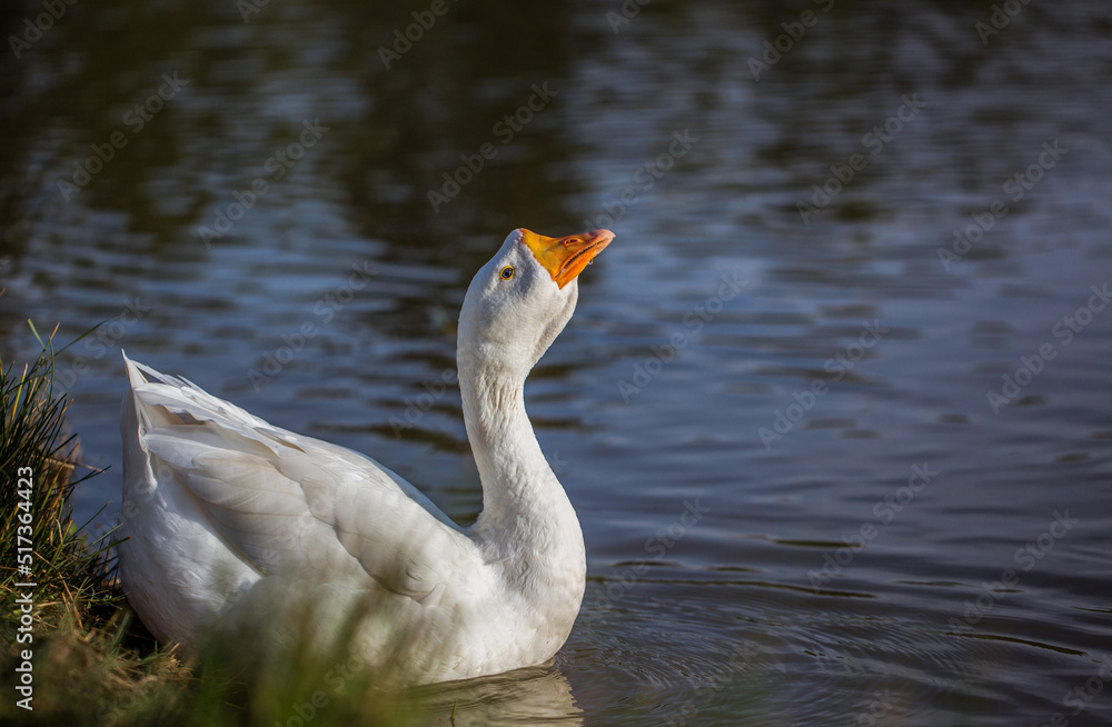 White goose swimming in the lake. Animal portrait close up. White goose swimming in the lake. Animal portrait close up.