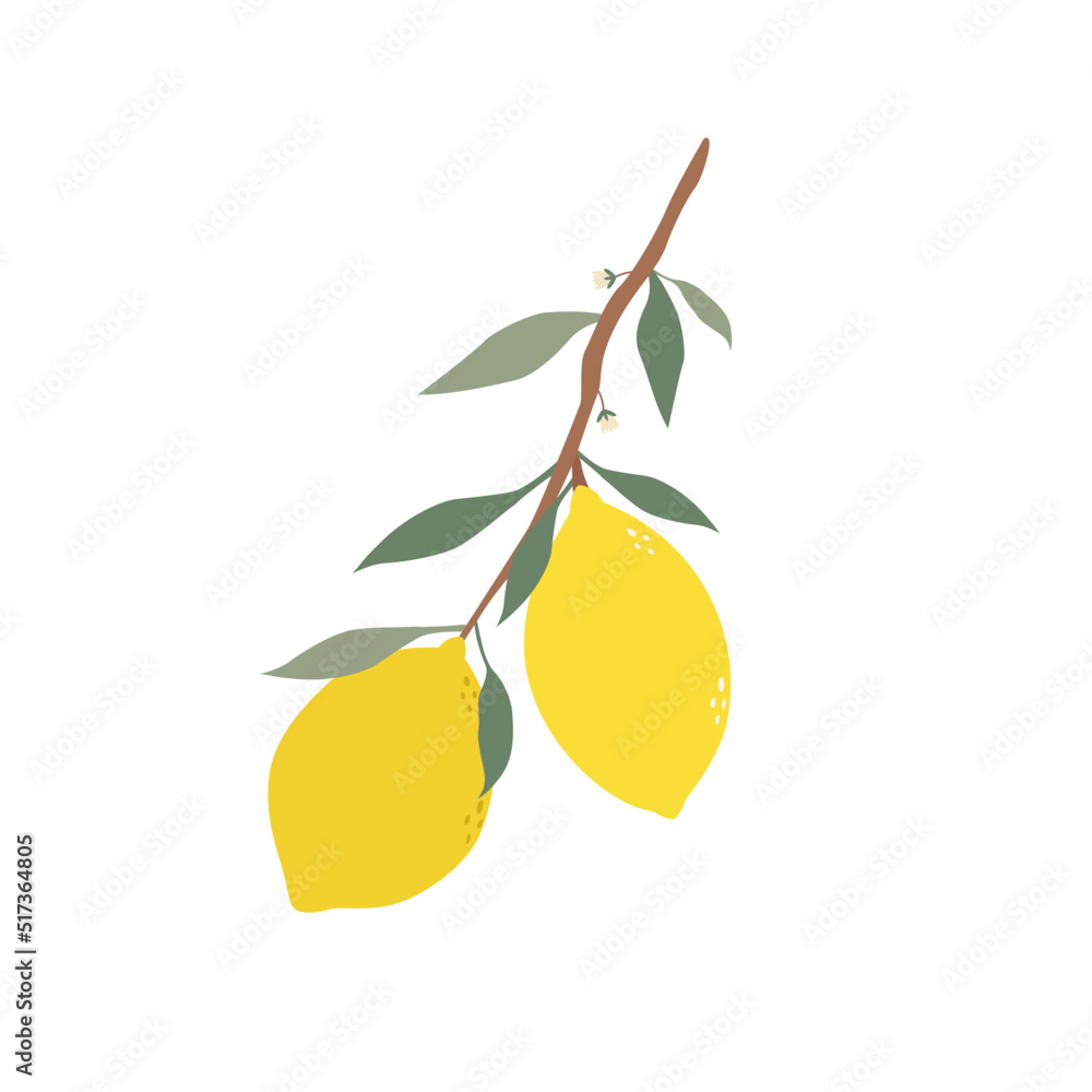 Blossoming branch of lemon with fruits. Lemon plant flowers with leaves. Citrus fruits vector illustration. Blossoming branch of lemon with fruits. Lemon plant flowers with leaves. Citrus fruits vector illustration.
