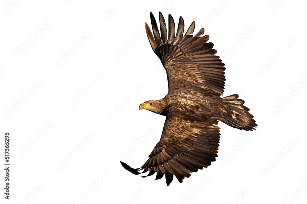 Obraz premium White-tailed eagle, haliaeetus albicilla, in flight isolated on white background. Brown bird of prey flying in the air with copy space. Wild featehred hunter with open wings cut out on blank.