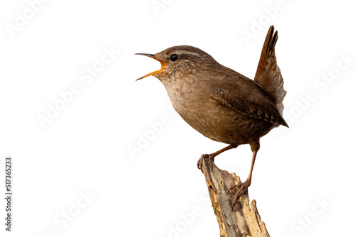 Obraz na płótnie Eurasian wren, troglodytes troglodyte, singing on wood with space for text. Little brown bird with open beak isloated on white background. Small wild animal calling on tree cut out on blank. w salonie