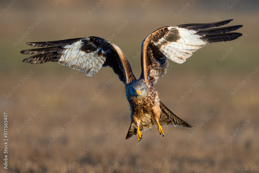 Obraz premium Red kite, milvus milvus, approaching in flight from front in summer. Brown and white bird of prey in the air in summertime. Wild feathered hunter with open wings.
