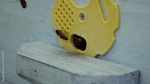 Bees fly to the bee house. Bee family close-up, beehive, beekeeping