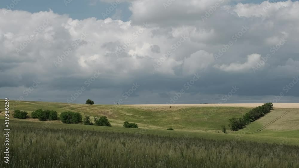 Wheat field, ears of wheat swaying from the gentle wind. View of ripening wheat field at summer day. Agriculture industry. Wheat field, ears of wheat swaying from the gentle wind. View of ripening wheat field at summer day. Agriculture industry.