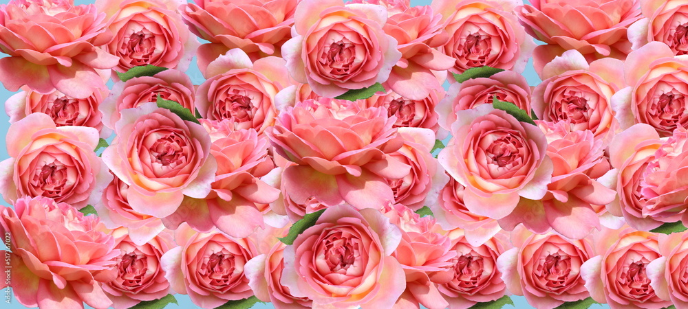 red pink rose and green petal on blue festive wedding background template copy space greetings card Valentine women day red pink rose and green petal on blue festive wedding background template copy space greetings card Valentine women day