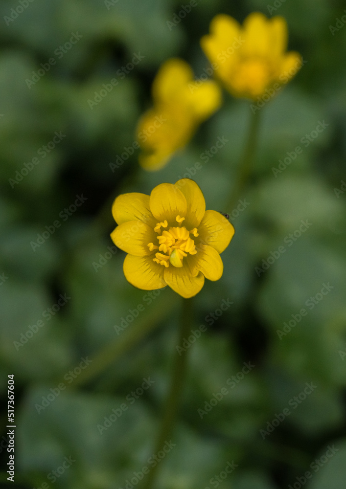 Lesser Celandine Lesser Celandine