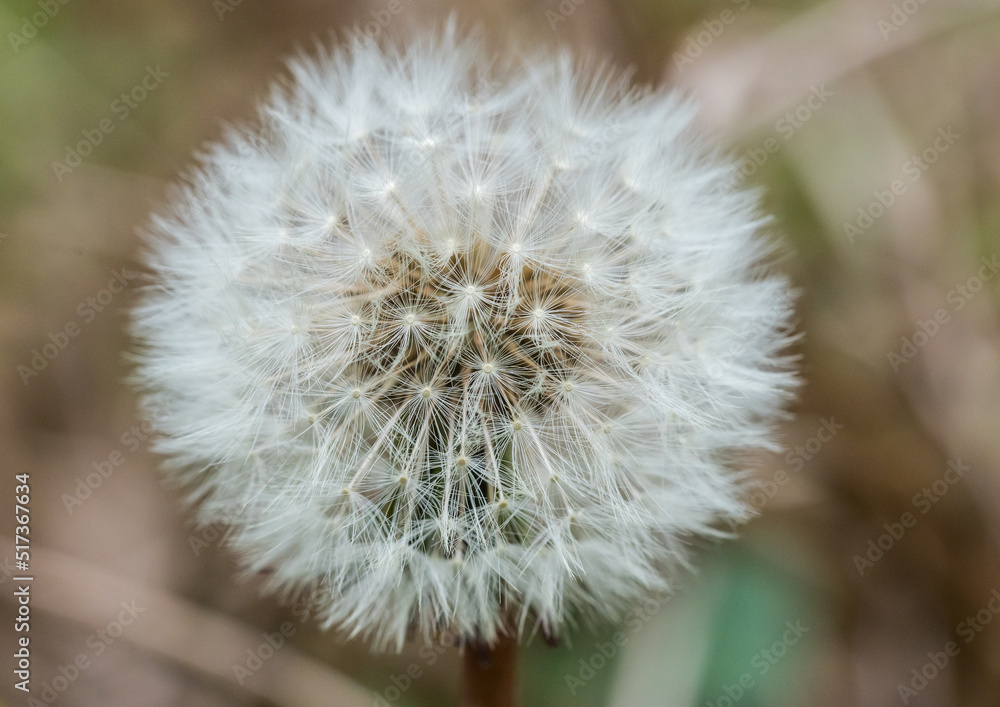 Fototapeta premium Dandelion Clock