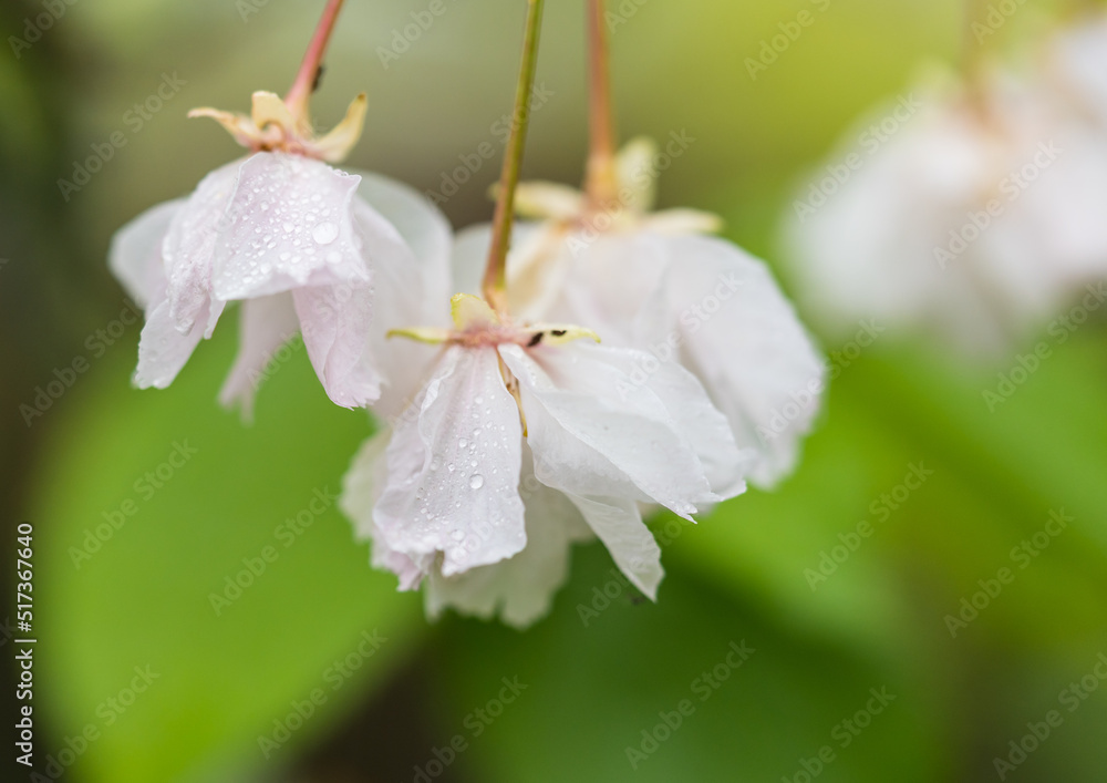 Obraz premium Blooming Cherry Blossom