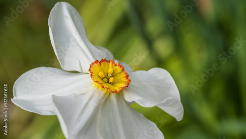 Pheasant Eye Daffodil