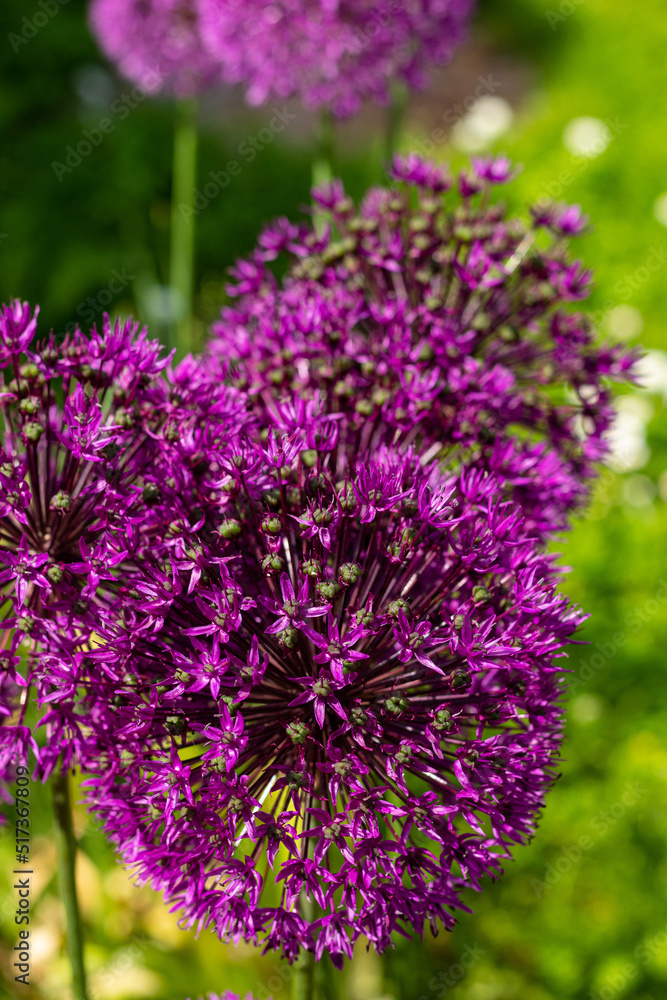Fototapeta premium Close-up Flowering decorative garlic on a green background. MAcro.2022. Horizontal photo. Vertical photo.