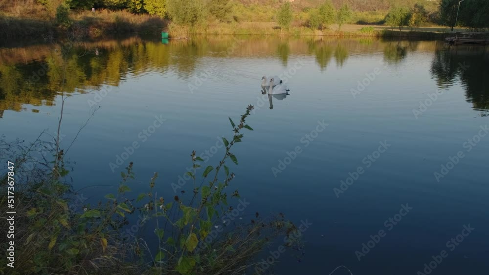 Two Swans Floating On A Lake at sunset Two Swans Floating On A Lake at sunset