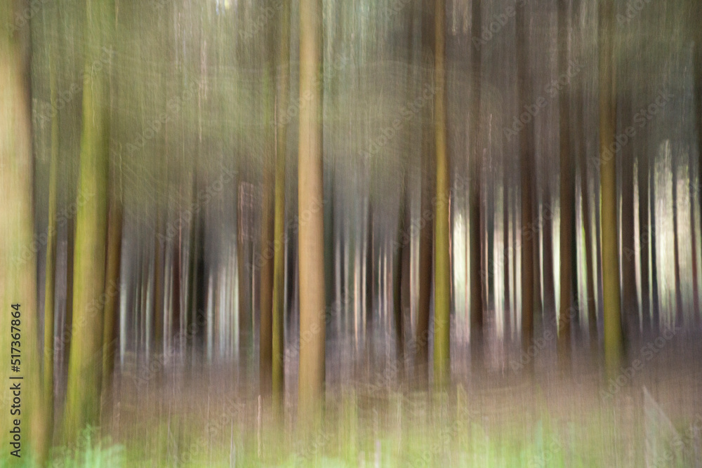 Obraz premium A young beech forest in ICM (Intentional Camera Movement)