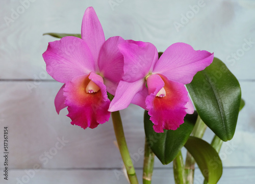 Sophrolaeliocattleya orchid with raspberry-pink flowers on a blue wooden background, selective focus, horizontal orientation. photo