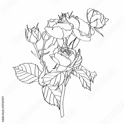 Set of hand-draw line rose composition. Flower and leaf illustration. Great for wedding invitation and greeting cards or logo design.