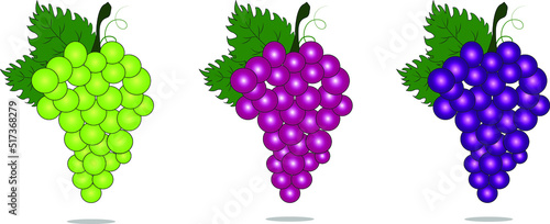 Bunch of grapes with stem and leaf isolated on white background,fresh fruit.Set of grapes vector Illustration.