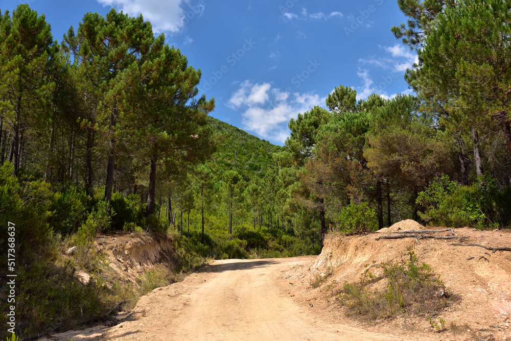 The narrow gravel road among the forests of the Col de de Siu Mountain Pass. Corse-du-Sud, Corsica, France The narrow gravel road among the forests of the Col de de Siu Mountain Pass. Corse-du-Sud, Corsica, France