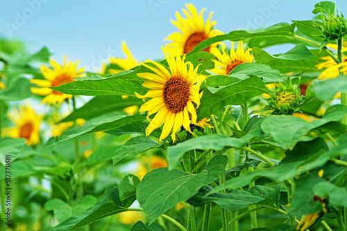 When it comes to the best summer flower, it is the sunflower
