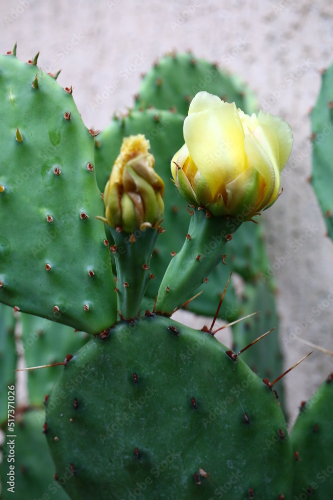 kaktus Opuntia macrorhiza opuncja żółte kwiaty
